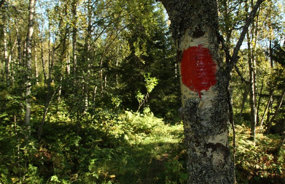 trees in forrest