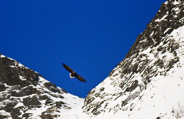 birdwatching-northern-norway-1