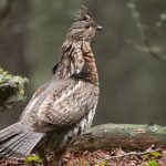 bird standing on the ground