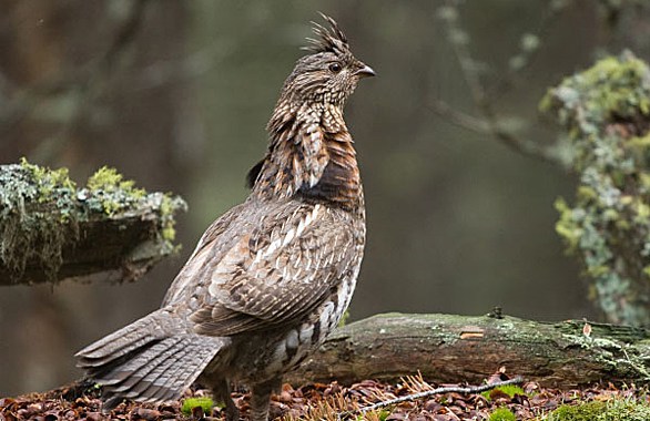 bird standing on the ground