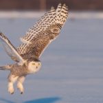 owl flying