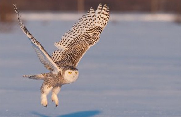 owl flying