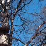 birdhouse in tree