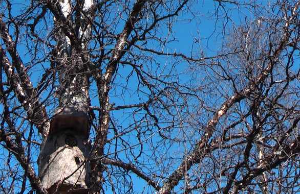 birdhouse in tree