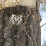 owl inside a tree