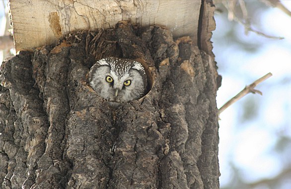 birdwatching-northern-norway-5