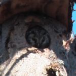 owl inside a tree