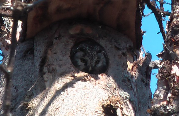 owl inside a tree