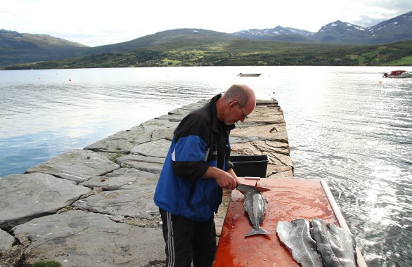 man gutting fish