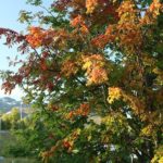 orange leaf on tree