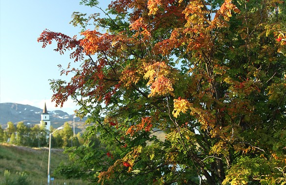orange leaf on tree