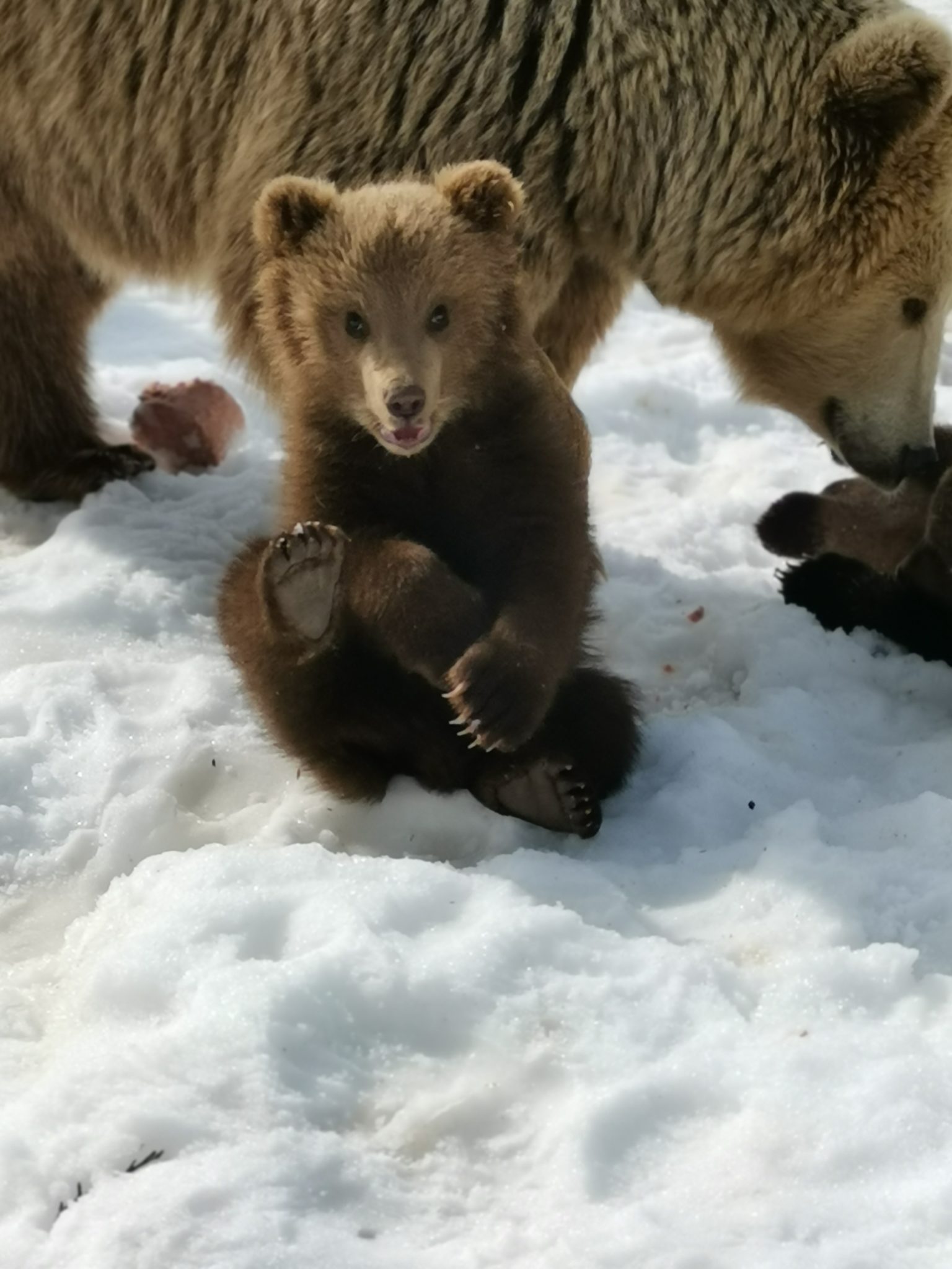 Nærmeste hotell til de søte bjørnungene i polar park.